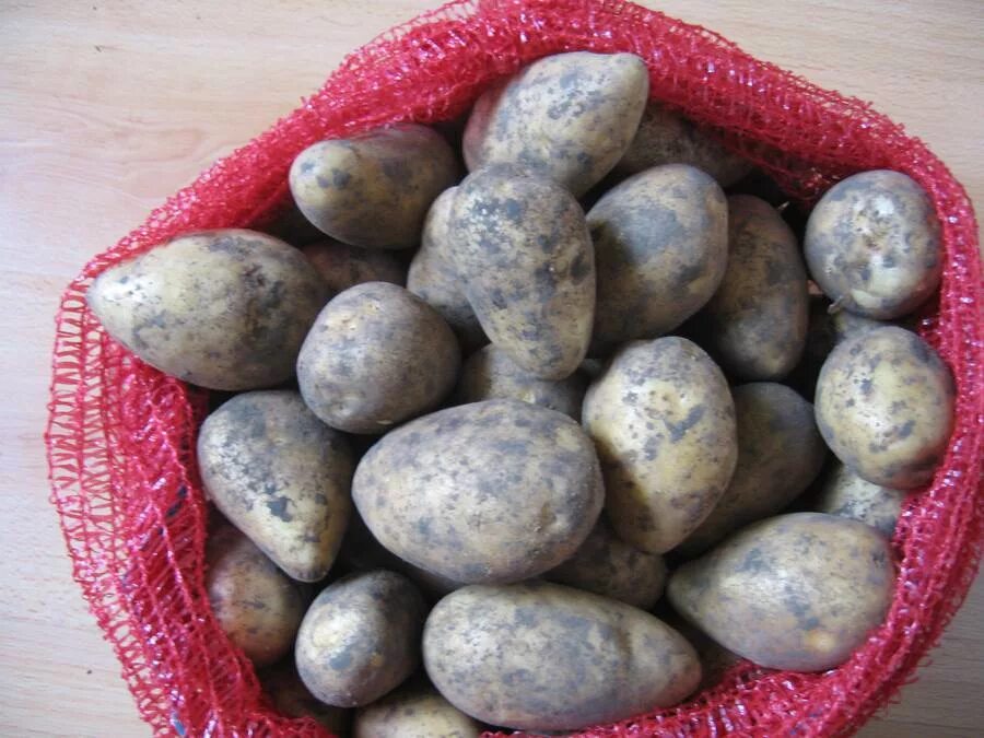 Санте картофель характеристика