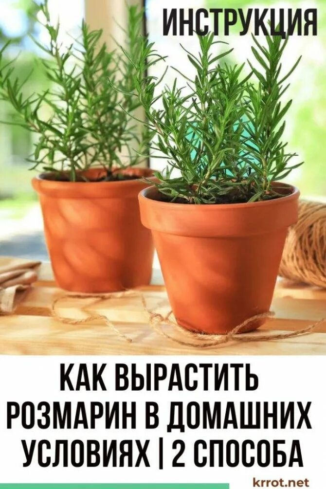 Розмарин лекарственный на подоконнике. Розмарин лекарственный. Розмарин цветок комнатный. Розмарин в горшке.