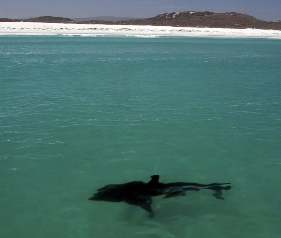 Гансбай ЮАР акулы. Опасное море. Самый опасный пляж в мире. Самое опасное море.
