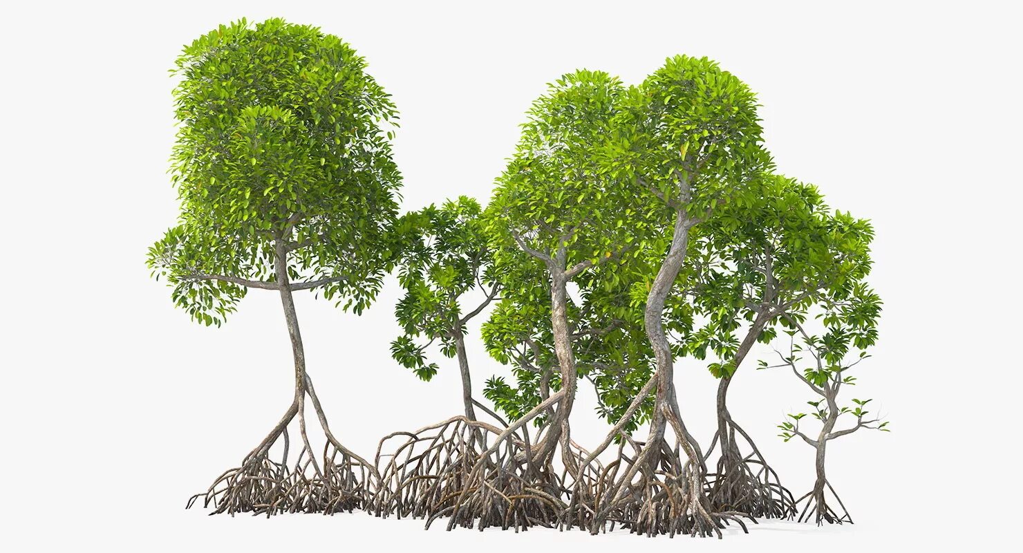 Мод кусты деревья. Mangrove tree 3d model. деревья и кустарники. 3д модель горные кусты. мангры дерево доски.