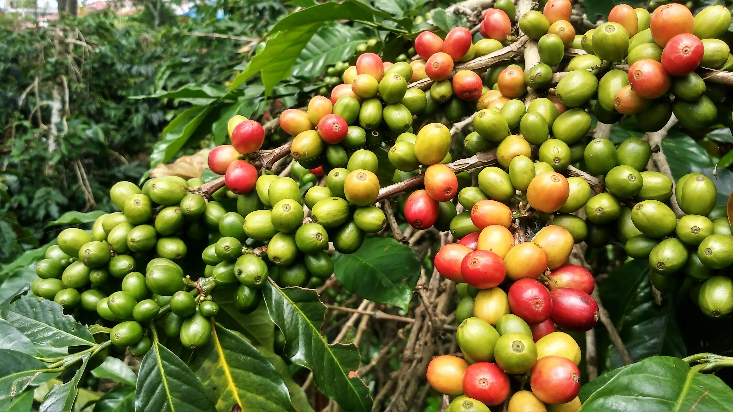 Сосед кофейного дерева. Кофейное дерево Арабика. Кофейное дерево (Coffea). Кофейное дерево Аравийское. Coffea Arabica растение.