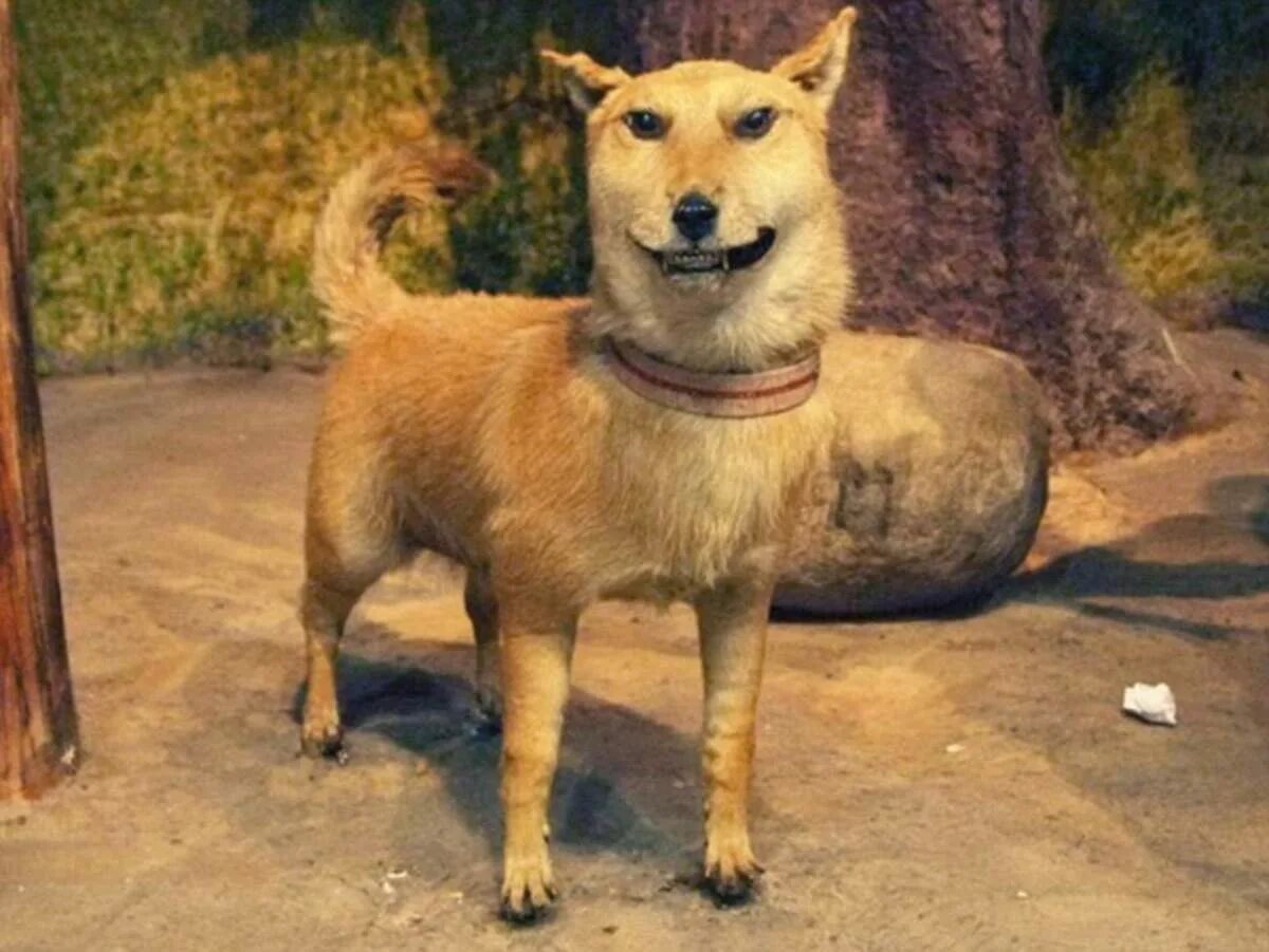 упоротые чучела животных. страшные чучела животных. упоротые чучела животных. забавные чучела животных. страшные чучела животных.