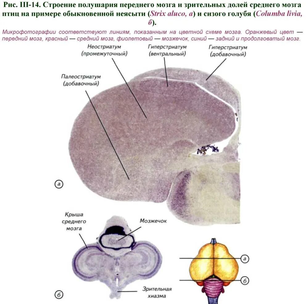 Промежуточный мозг птиц. ГИПЕРСТРИАТУМ птиц. Строение среднего мозга птиц. Передний мозг птиц. Продолговатый мозг у птиц
