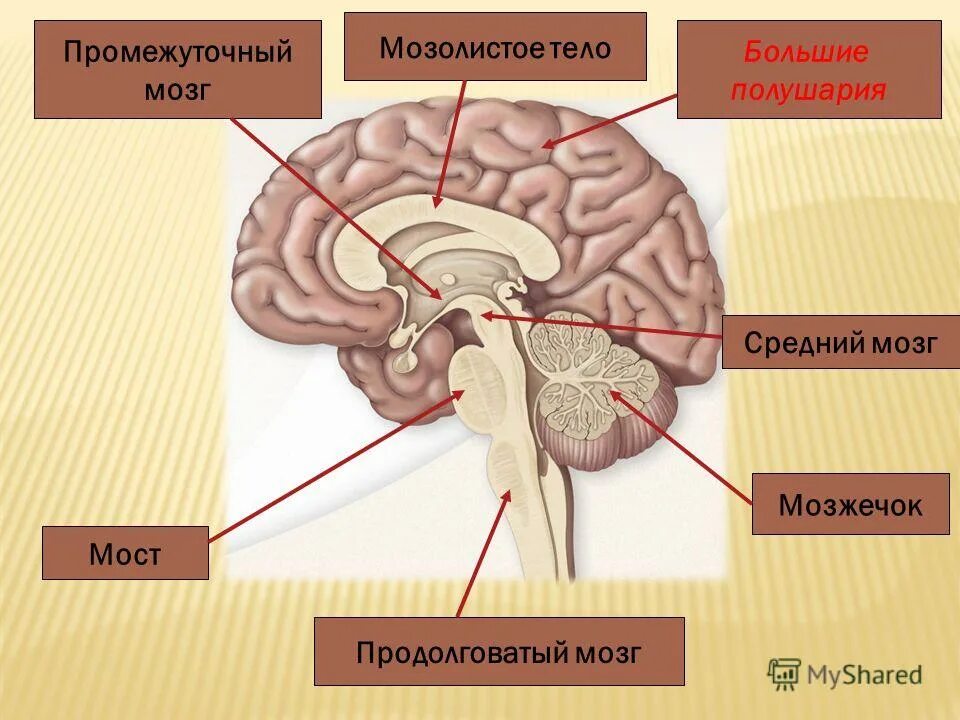 Большое полушарие мозолистое тело мост гипоталамус. Продолговатый мозг,мост,средний мозг, мозжечок,промежуточный. Строение мозолистого тела. Отделы головного мозга мозолистое тело. Большие полушария головного мозга мозолистое тело.