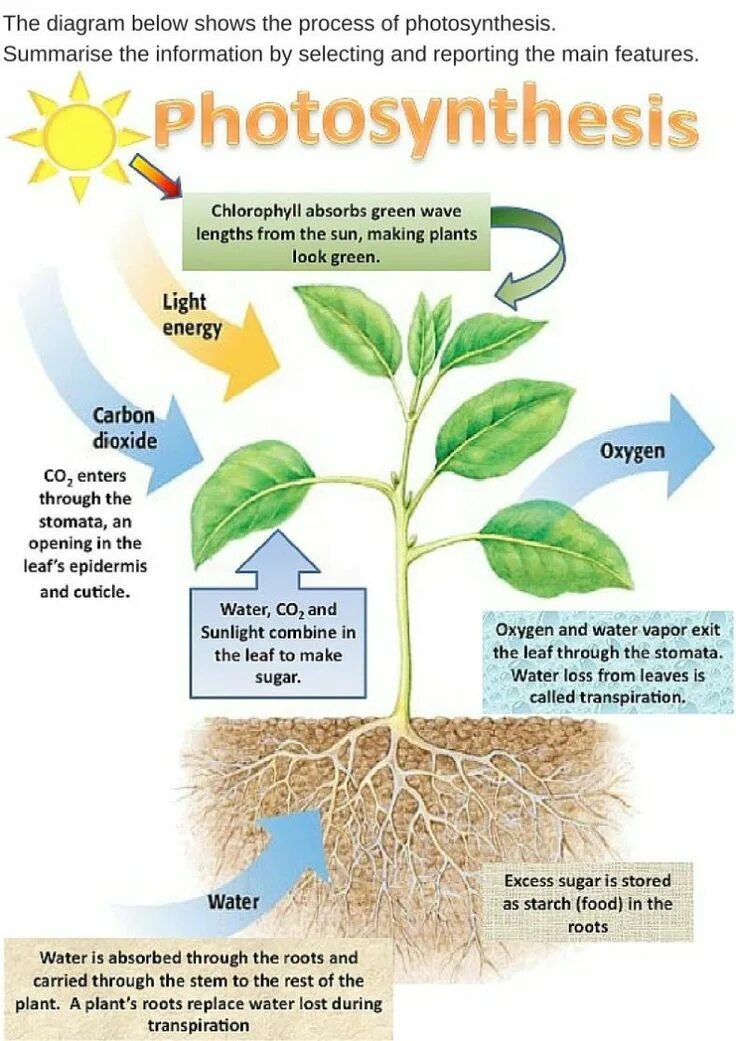 How plant