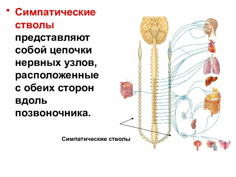 Топография симпатического ствола схема. Симпатическая нервная цепочка. Нервные узлы симпатической нервной системы. Цепочка симпатических ганглиев.