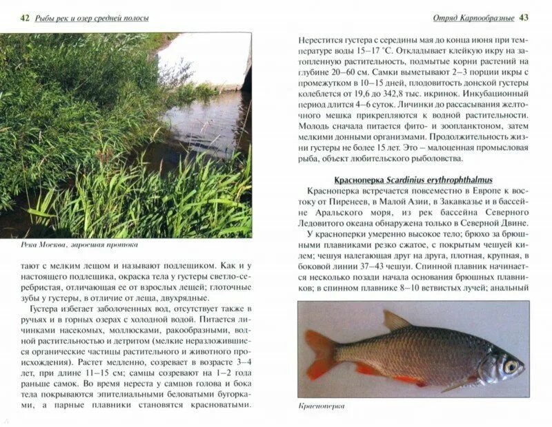 Рыбалка в европейской части россии