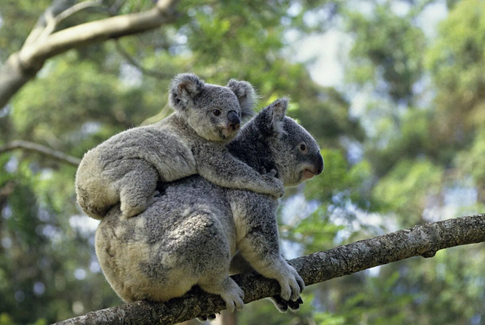 Коала и змея. Коала. Коала с детенышем. Сумка коалы. Коалы с малышом.