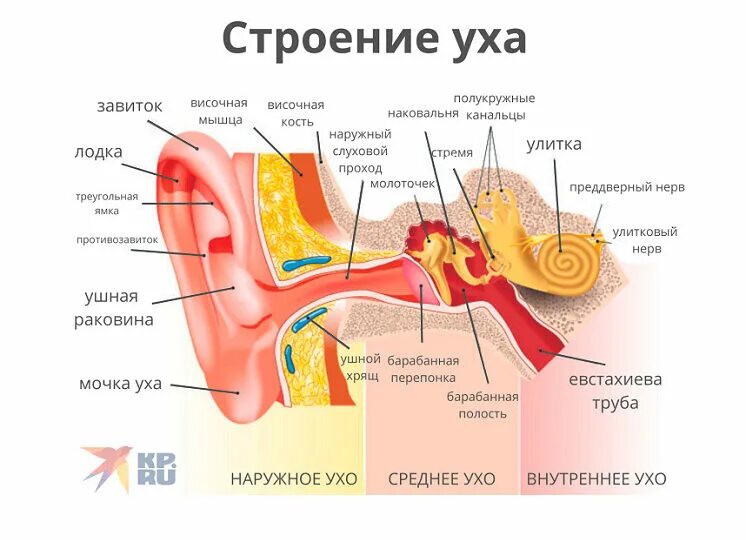 Из каких отделов состоит ухо. Строение уха человека. Анатомия уха. Ухо человека строение. Строение уха анатомия.