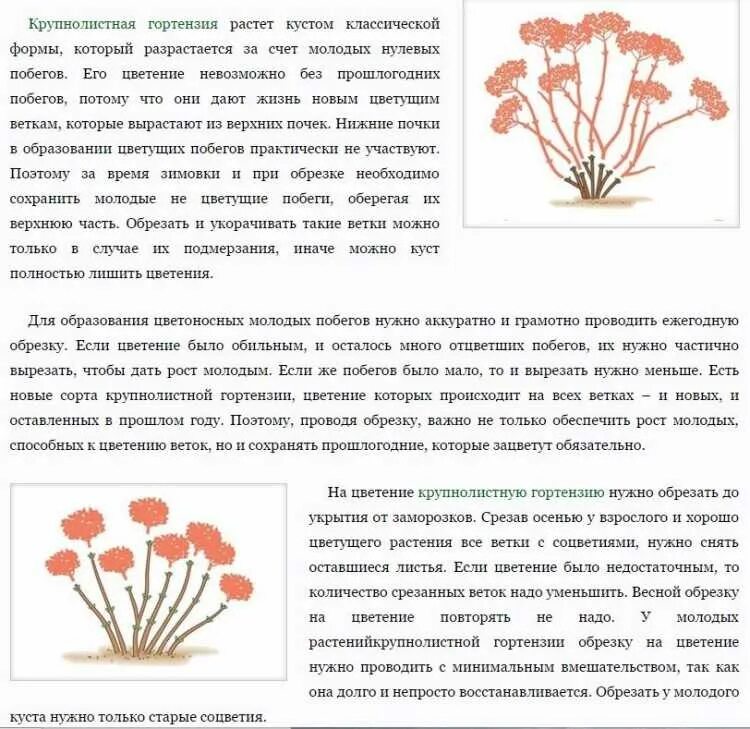 Как правильно обрезать древовидную. Обрезка метельчатой гортензии весной. Обрезка метельчатой гортензии осенью. Обрезка крупнолистной гортензии весной. Обрезка древовидной гортензии весной.