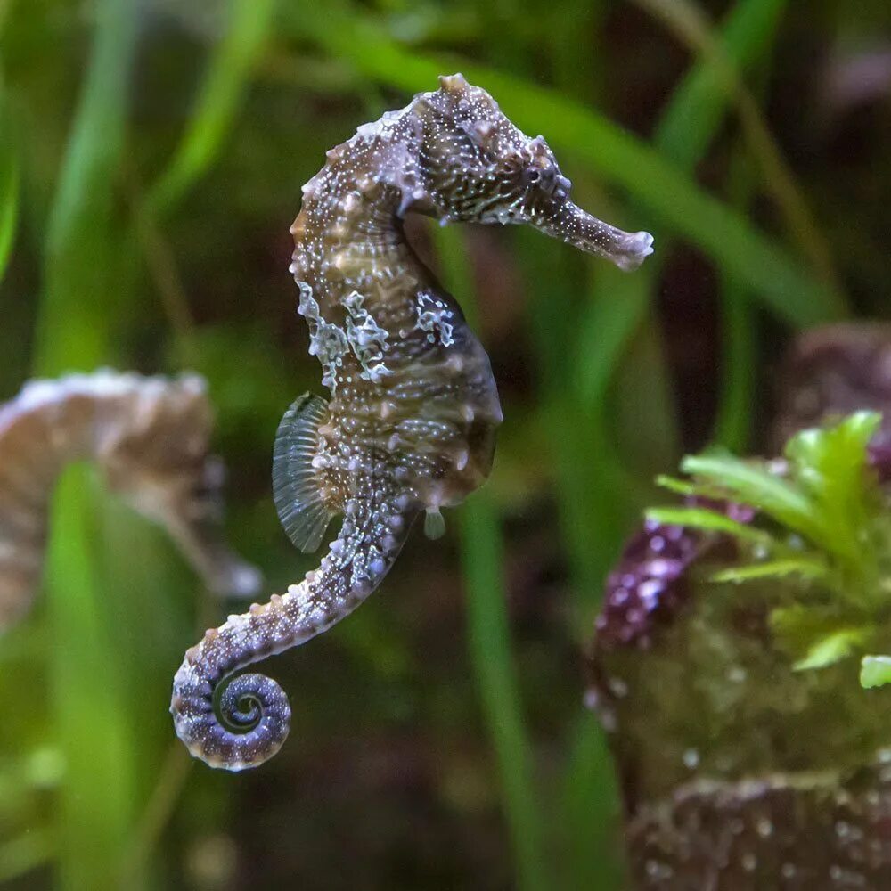 Морской конек живой. Морской конёк (Hippocampus guttulatus). Длиннорылый морской конёк. Длиннорылый морской конёк Черноморский. Морской конек черныое моря.