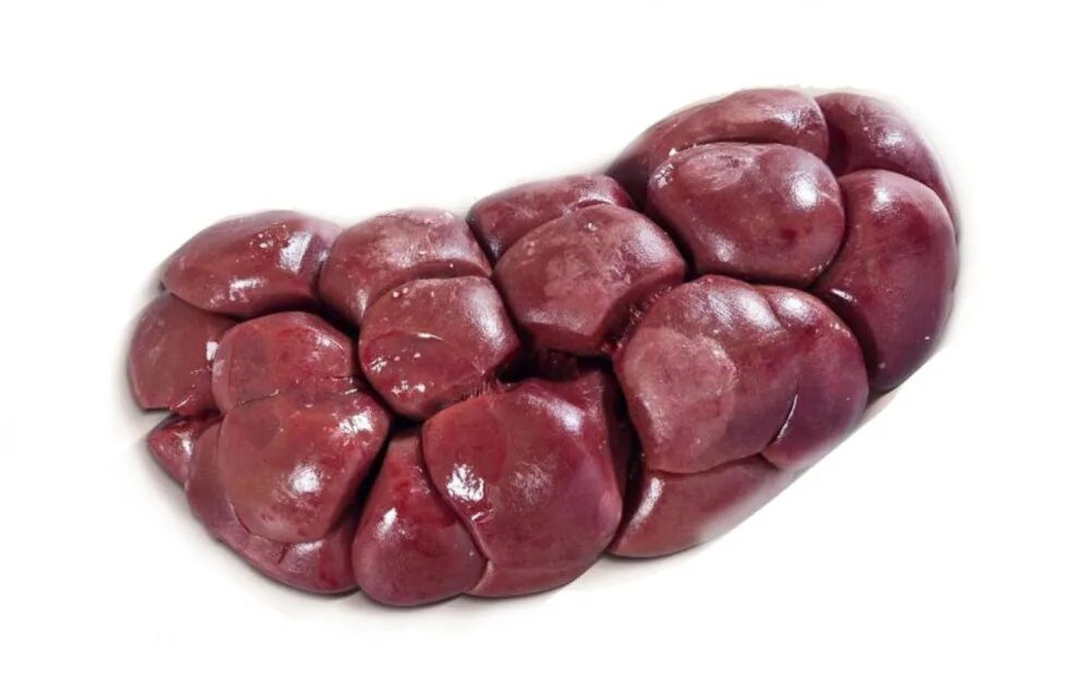 Как выглядит почка собаки kidney failure cat treatment Free Shipping Available