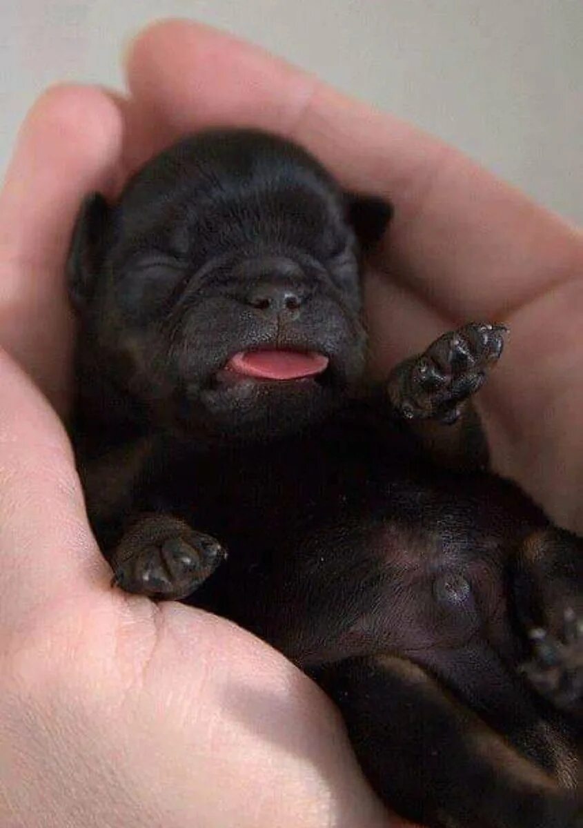 Щенки только родились. Новорожденные щенки чихуахуа. Новорожденный щенок. Про маленького щенка. Новорождённые щенки МОПСА.