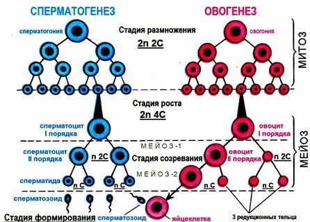 Қынаптардың түрлері (фотосуреттер)