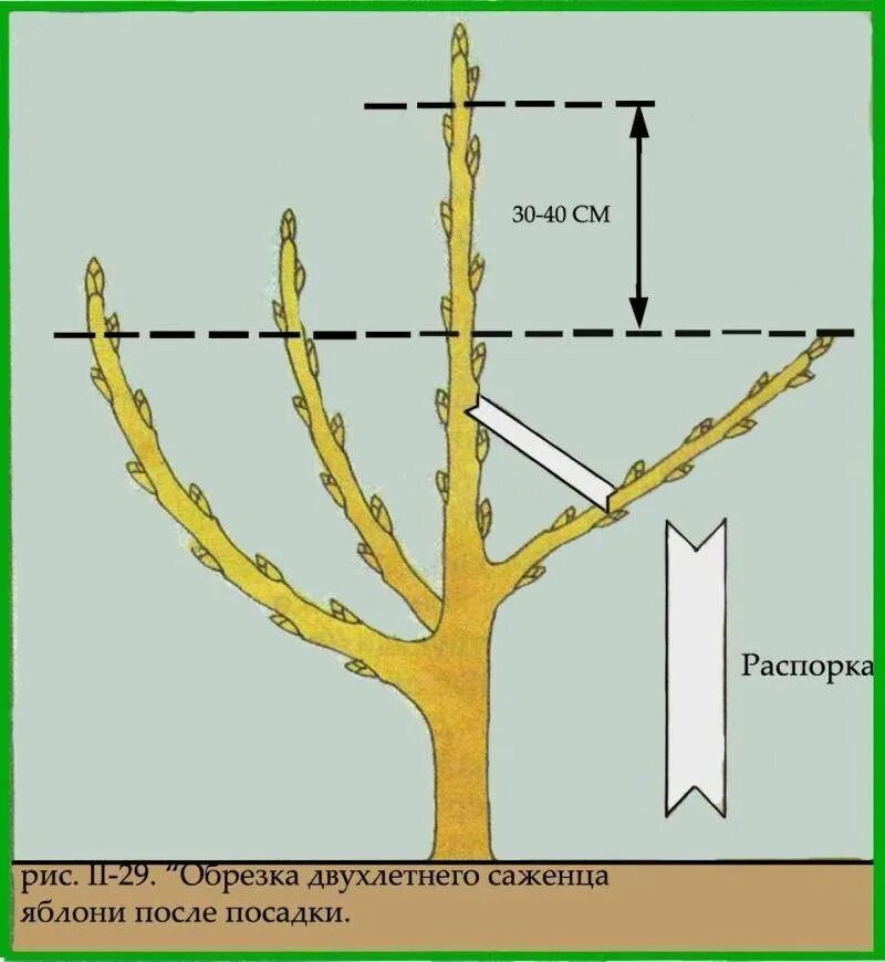 Схема обрезки яблони весной. Колоновидная яблоня обрезка схема. Схема обрезки плодовых деревьев весной. Обрезка колоновидной яблони осенью схема.