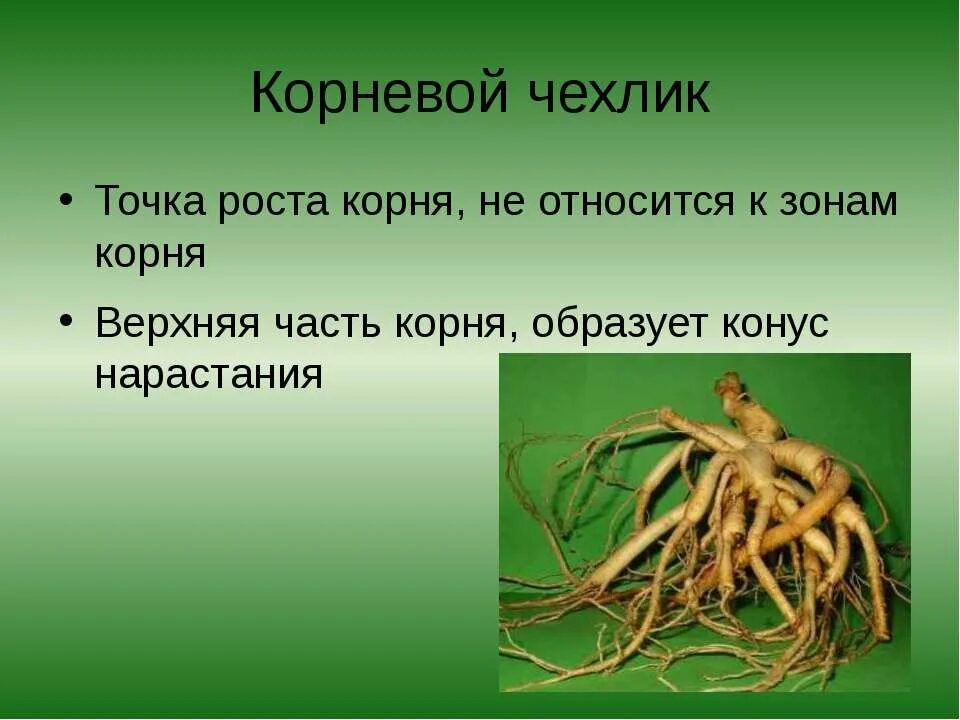 Функция органа корень. Корень орган минерального питания растений. Части корневища. Минеральное питание растений корни. Точка роста растений корневая.