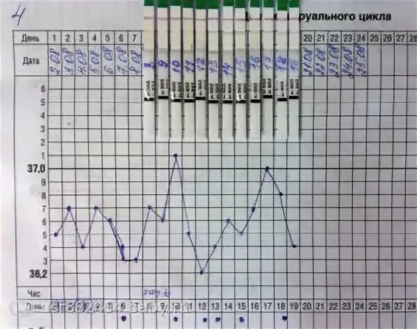 Овуляция 2