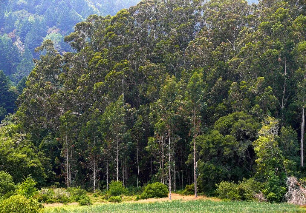 Эвкалиптовых лесах Австралии. Австралийский эвкалиптовый лес. Эвкалиптовые леса субтропиков Австралии. Эвкалиптовая роща Австралия.