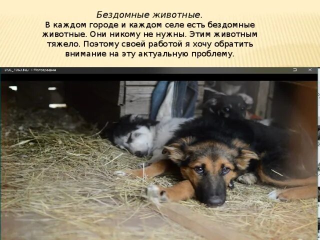 Бездомные животные. Бездомные животные исследовательская работа. Проект бездомные животные нашего города. Проект бездомные животные нашего города. Доклад на тему бездомные животные.