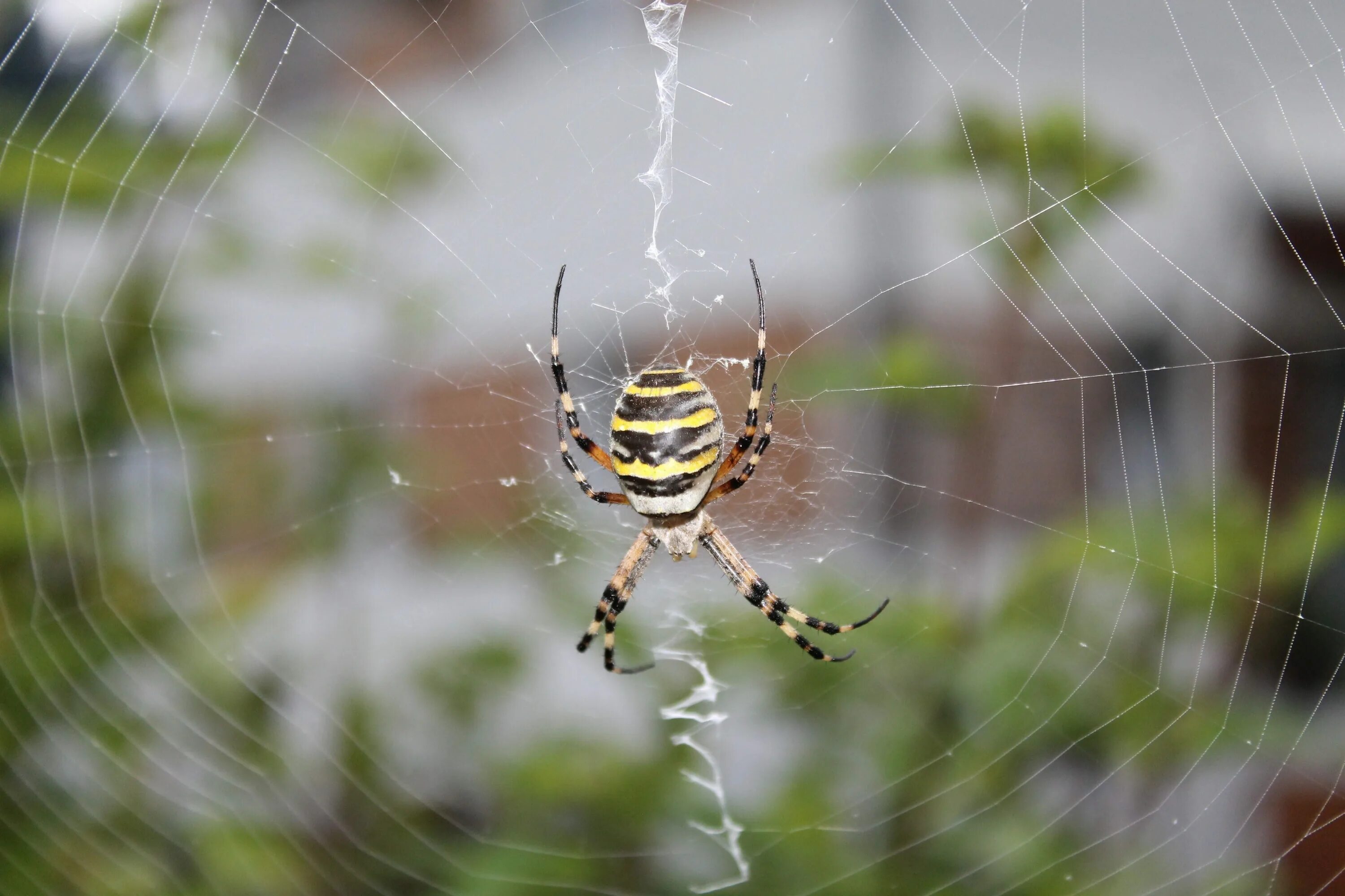 Spiders pictures. Паук Аргиопа Садовая. Паук Аргиопа паутина. Аргиопа Брюнниха самец. Аргиопа дольчатая.