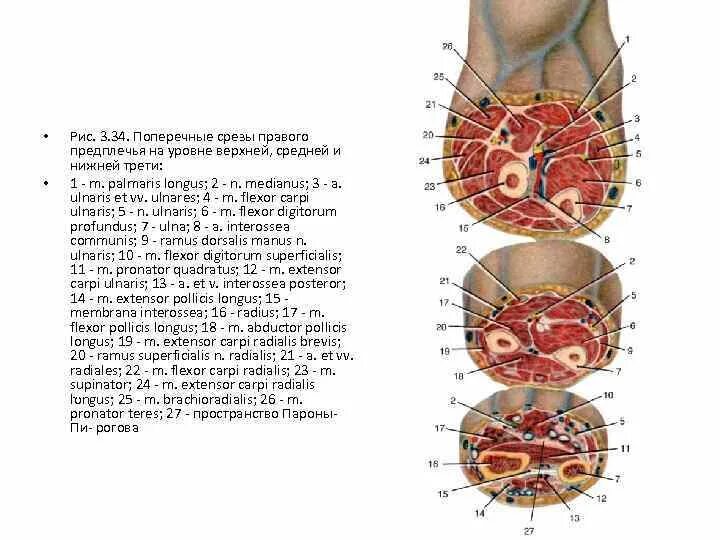 Топографические срезы. Поперечные распилы голени топографическая анатомия. Поперечный срез плеча в верхней средней нижней трети. Поперечный распил предплечья в средней трети. Поперечный срез предплечья схема.