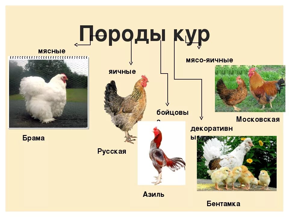 Картинки КАКИЕ КУРЫ МЯСО ЯИЧНОЙ ПОРОДЫ