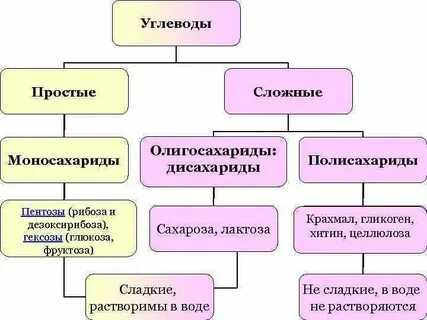 Органические вещества клетки 1 вариант
