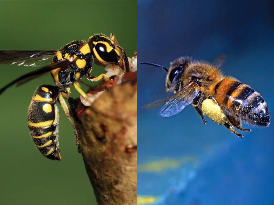 Различия пчел. Пчела и Оса. Шмель пчела Оса Шершень. Оса пчела Шмель Шершень отличия. Медоносная пчела и Оса.