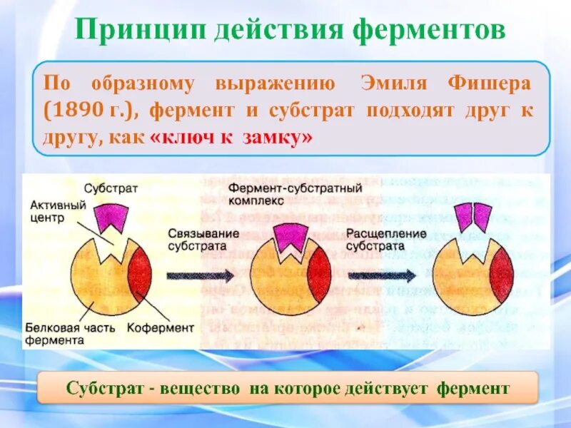 Принцип действия ферментов. Субстрат фермента это. Строение и механизм действия ферментов. Строение фермента.