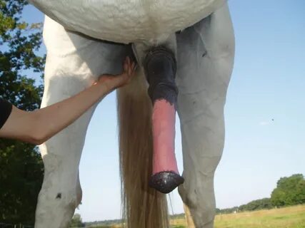 Slideshow big horse penis.