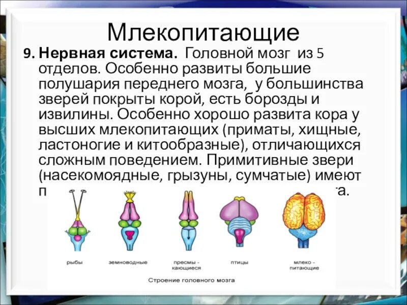 Отделы входящие в состав головного мозга млекопитающих. Нервная система и головной мозг млекопитающего схема. Нервная система млекопитающих. Строение отделов головного мозга млекопитающих. Головной мозг млекопитающих состоит.