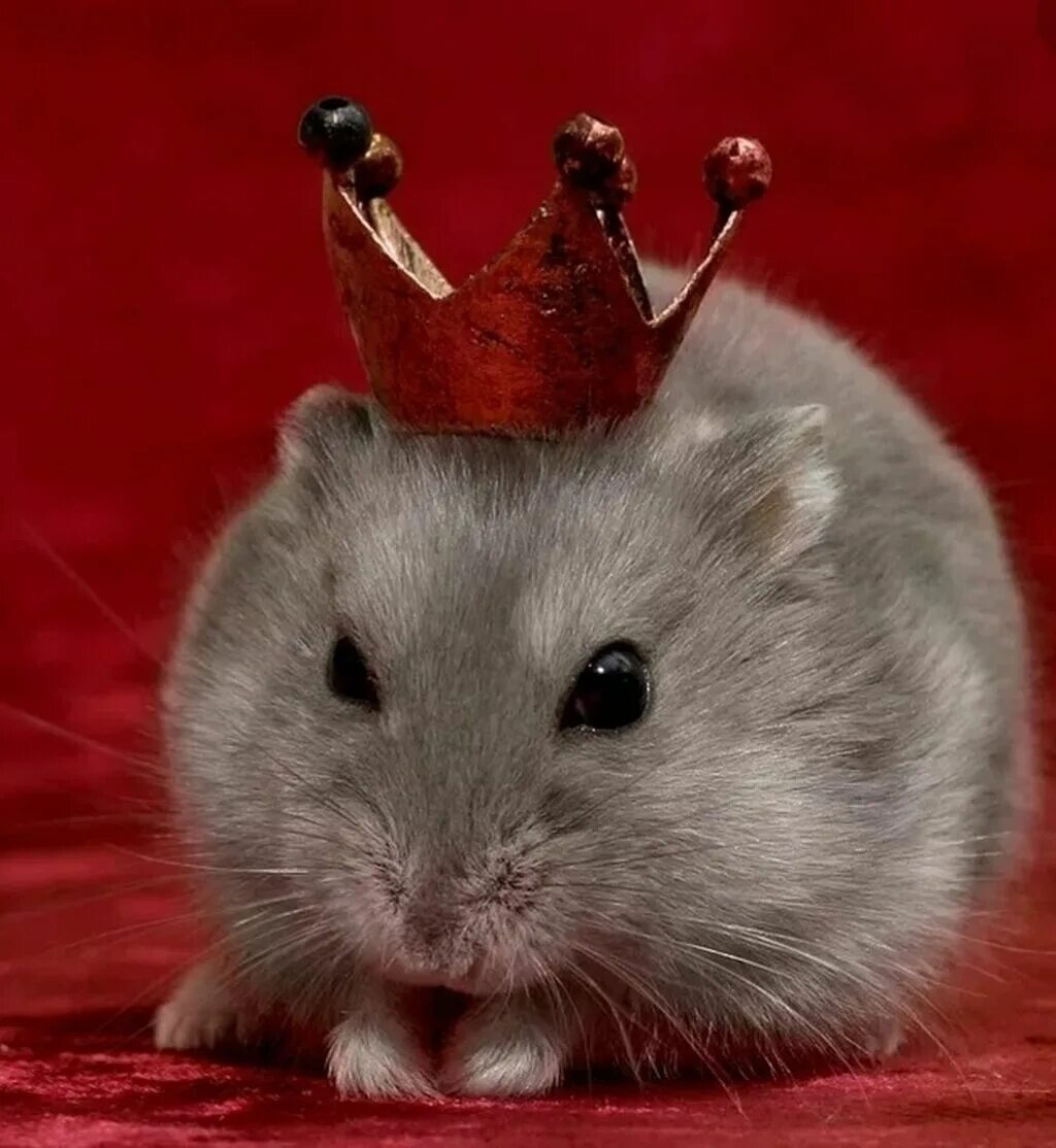 Мышь в короне. Крыса на аву. Крутой хомяк. Красивая мышка. Хомяк ватсап