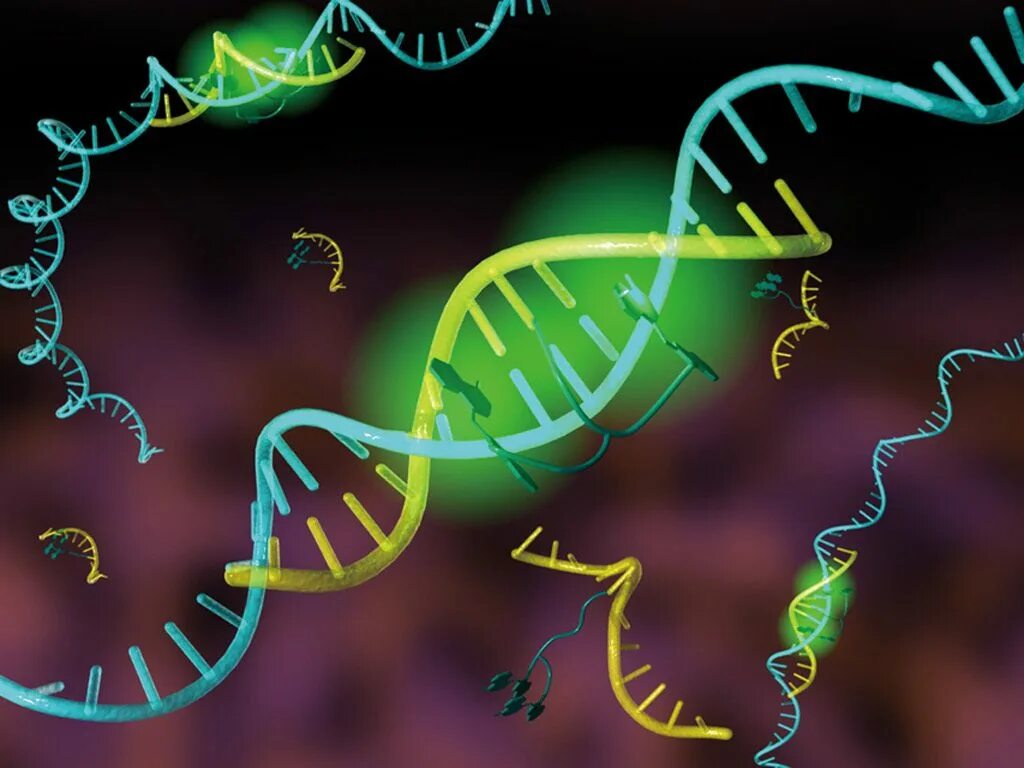 Молекулярная биофизика. РНК-зонды. ДНК И РНК зонды. ДНК зонд. ДНК зонды микробиология.