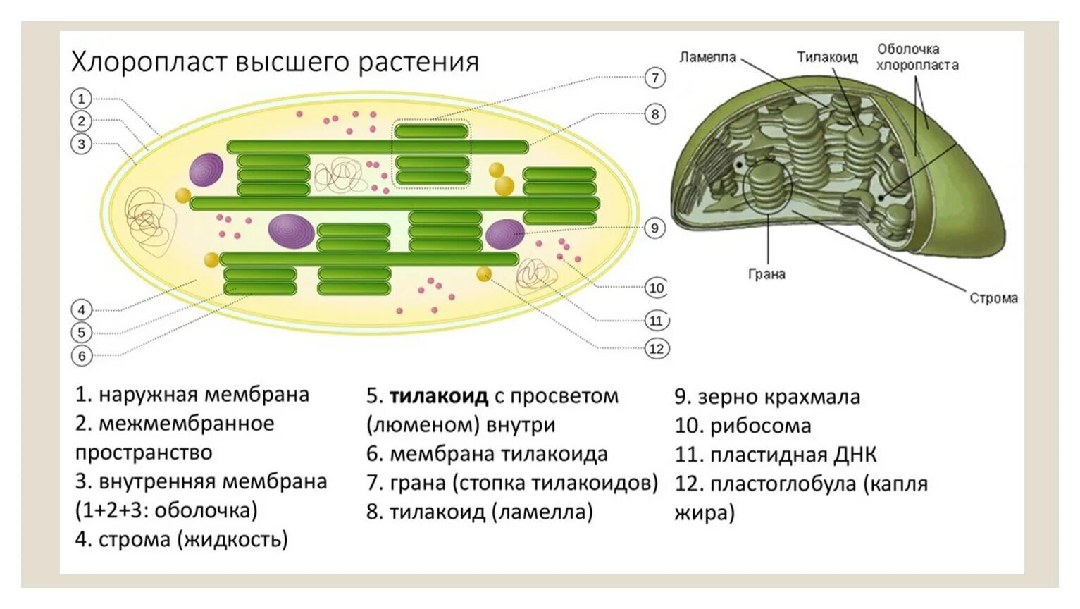 Клетки содержат пластиды растения или бактерии. Строение хлоропласта 3д. Строение хлоропласта 6 класс биология. Ламеллы хлоропластов. Строение наружной мембраны хлоропласта.