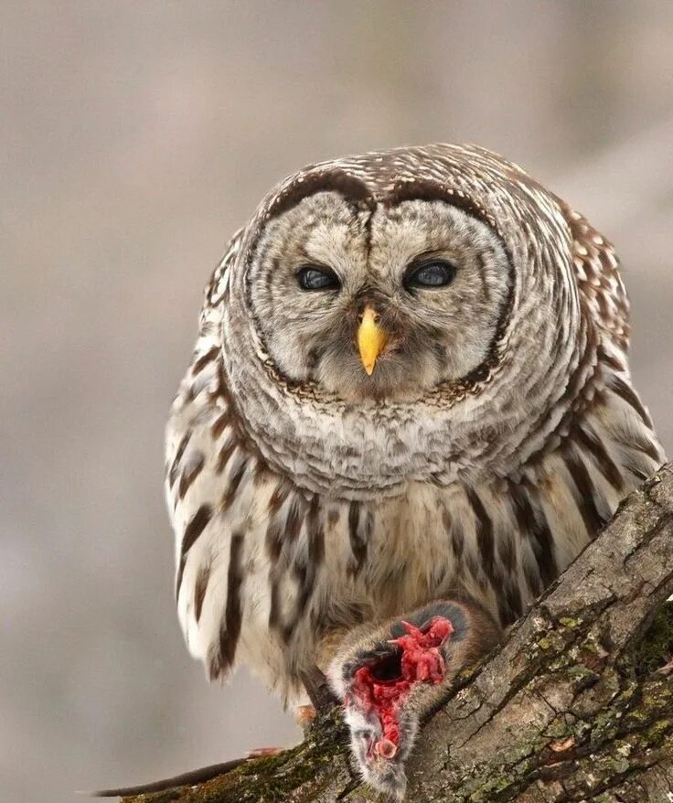 Как сова по французски. Сова учитель. Сова по французски. Сова птица. Неясыть на охоте.