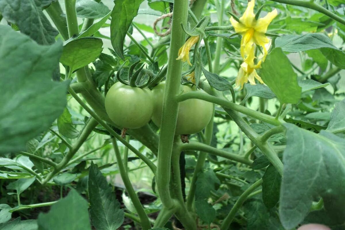 Соцветие томата. Цветение томатов в теплице. Помидоры цветут. Томаты в цвету. Помидоры цветут.
