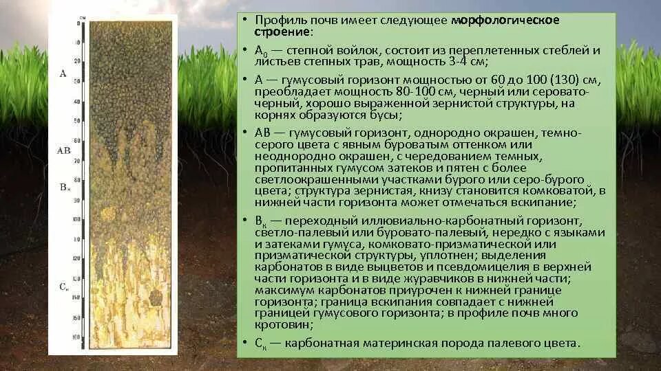 Определите какая растительность соответствует почвам