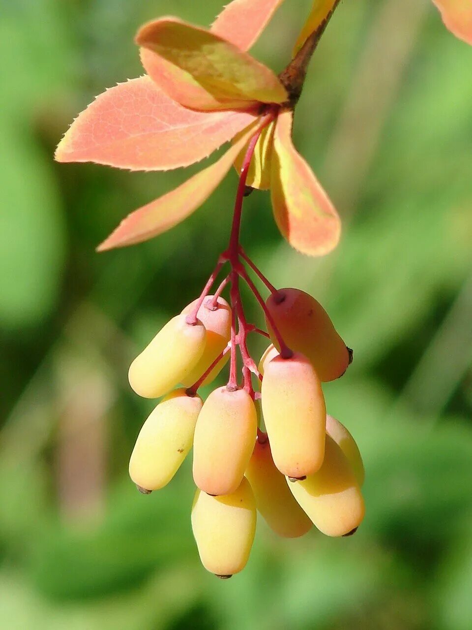 барбарис илийский. ягоды похожие на барбарис. барбарис барбарис обыкновенный. ягоды похожие на барбарис. барбарис съедобный кустарник.