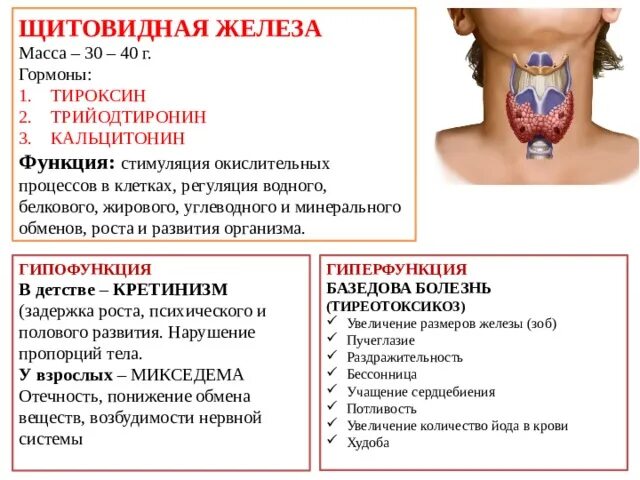 Заболевание при недостатке тироксина. Щитовидная железа гормон тироксин гиперфункция. Гиперфункция щитовидной железы тироксин. Кальцитонин гормон щитовидной железы функции. Железа щитовидная железа гормон тироксин таблица.