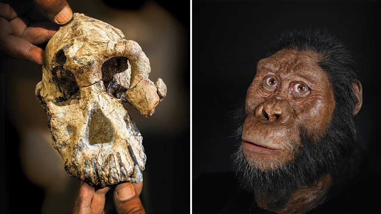 Австралопитек (5-1 млн. До н.э).. Australopithecus anamensis. Аманский австралопитек. Австралия и австралопитек.