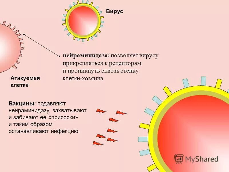 Нейраминидаза вируса гриппа