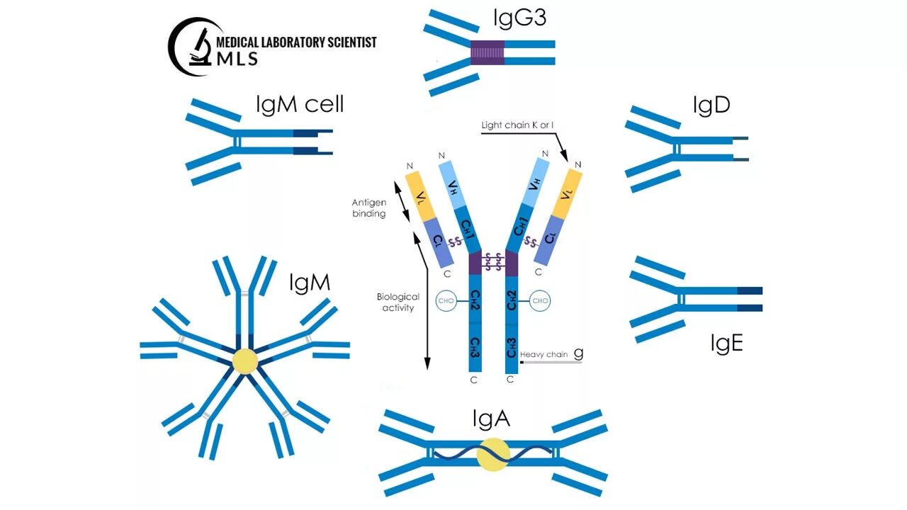 Иммуноглобулин igm igg. IGM антитела. IGG иммуноглобулин. Иммуноглобулин g. Antibody structure.