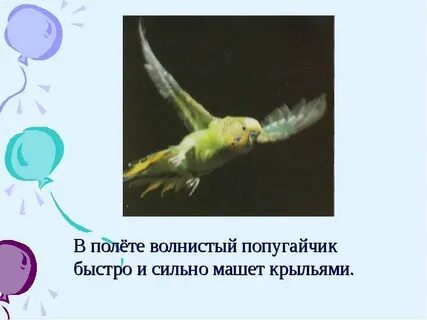 Кто чаще взмахивает крылышками