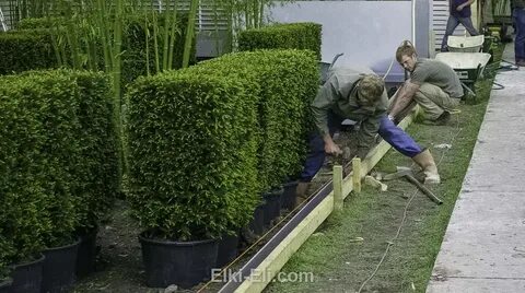 Посадка туй для изгороди