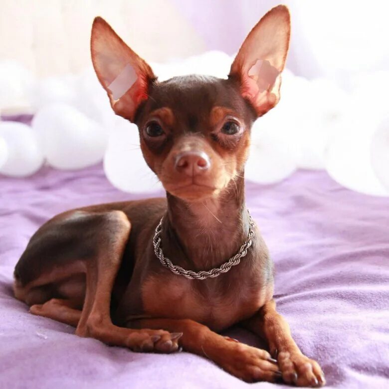 русский той терьер гладкошерстный. той триумф терьер. той терьер щенок. той терьер щенок. той-терьер мини длинношёрстный.