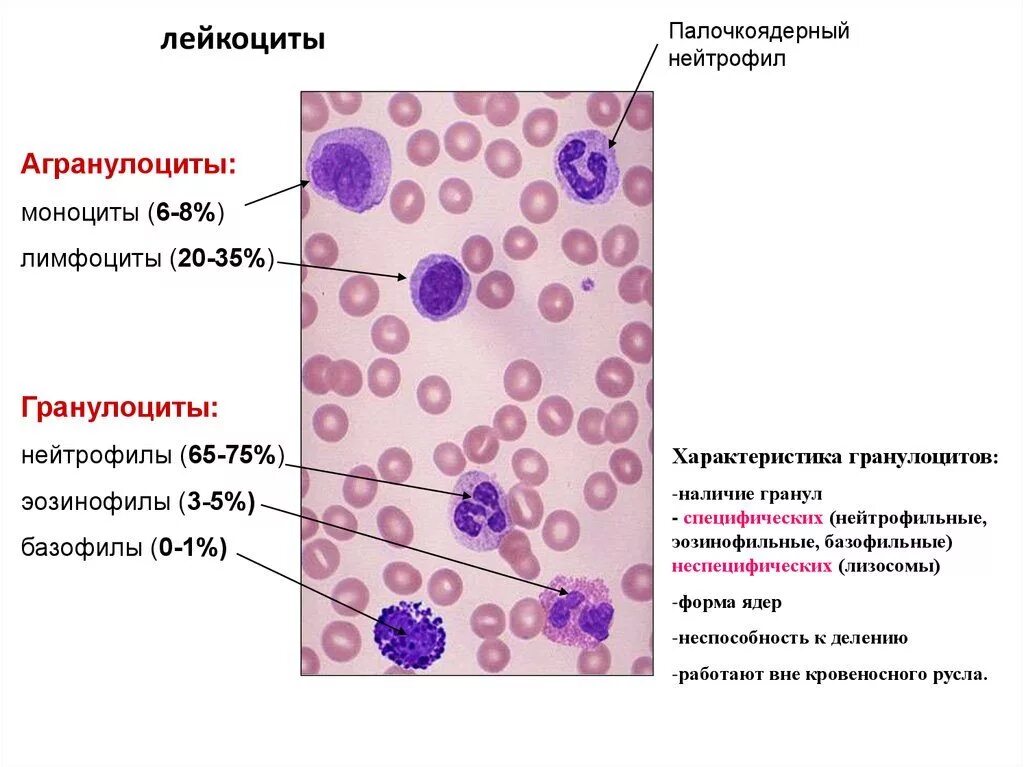 Клетки крови моноциты лимфоциты гранулоциты. Строение эозинофильных лейкоцитов. Функции лейкоцитов гистология. Лейкоциты гистология строение. Эозинофилы 5 3