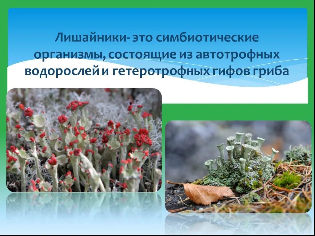 Внутреннее строение лишайника. Лишайник это симбиотический организм состоящий из. Лишайники симбиотические организмы. Лишайник это симбиотический. Сложный организм состоящий из