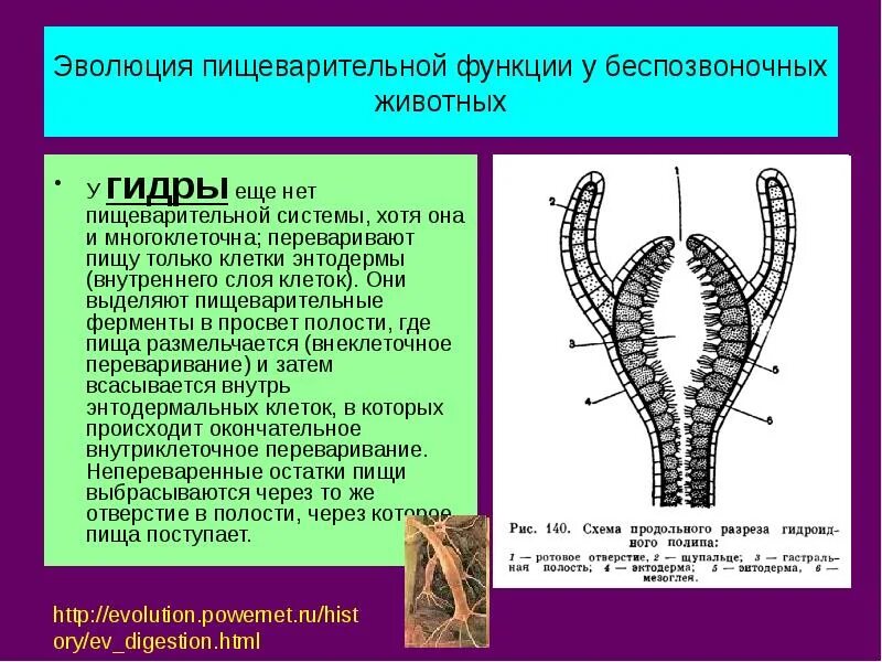 Эволюция систем органов животных пищеварительная система. Эволюция пищеварительной системы системы животных. Развитие пищеварительной системы у беспозвоночных животных. Эволюция пищеварительной системы беспозвоночных. Сердце беспозвоночных