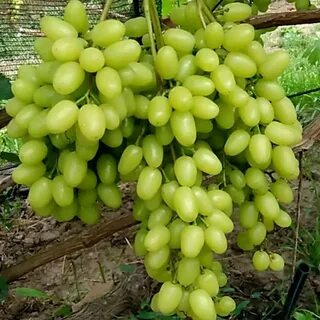 Кишмиш соломия