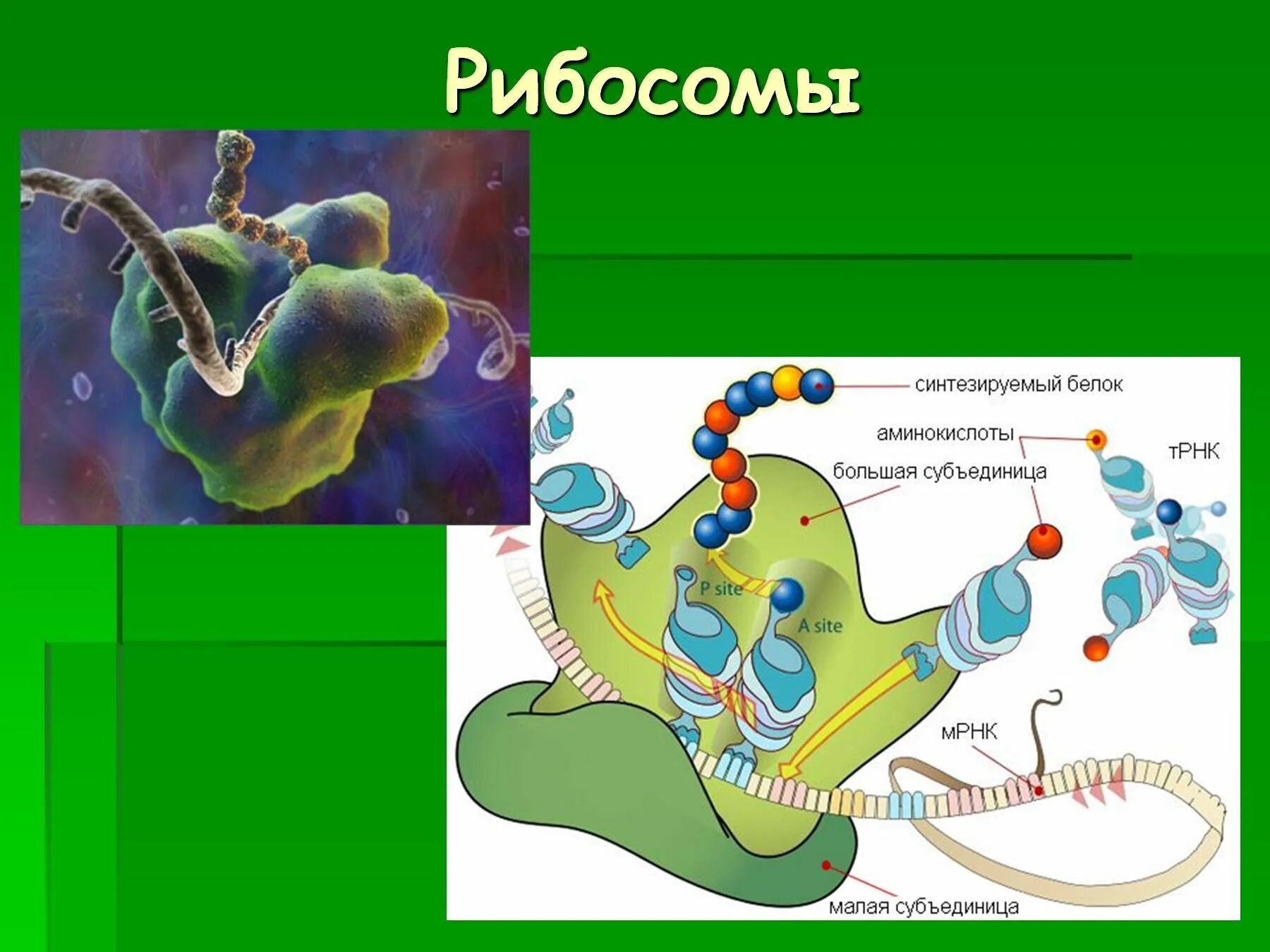 Строение рибосомы. Формирование субъединиц рибосом в ядрышке. Что синтезирует ядро. Строение субъединиц рибосом. Образование комплекса ирнк с рибосомой.